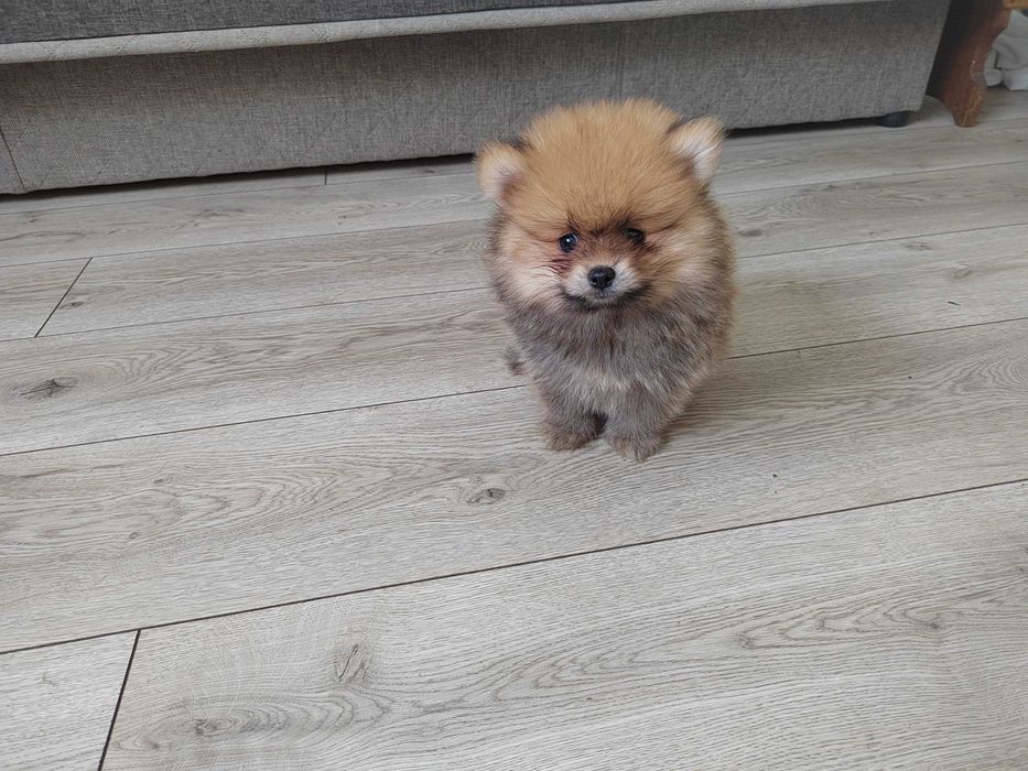 Szpic miniaturowy pomeranian