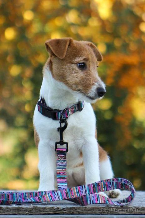 suczka Jack Russell terrier ZKWP/FCI
