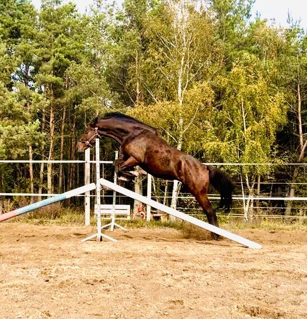 Na sprzedaż – 3-letni ogier po DOURKHAN HERO Z od I-Lima po Lasko