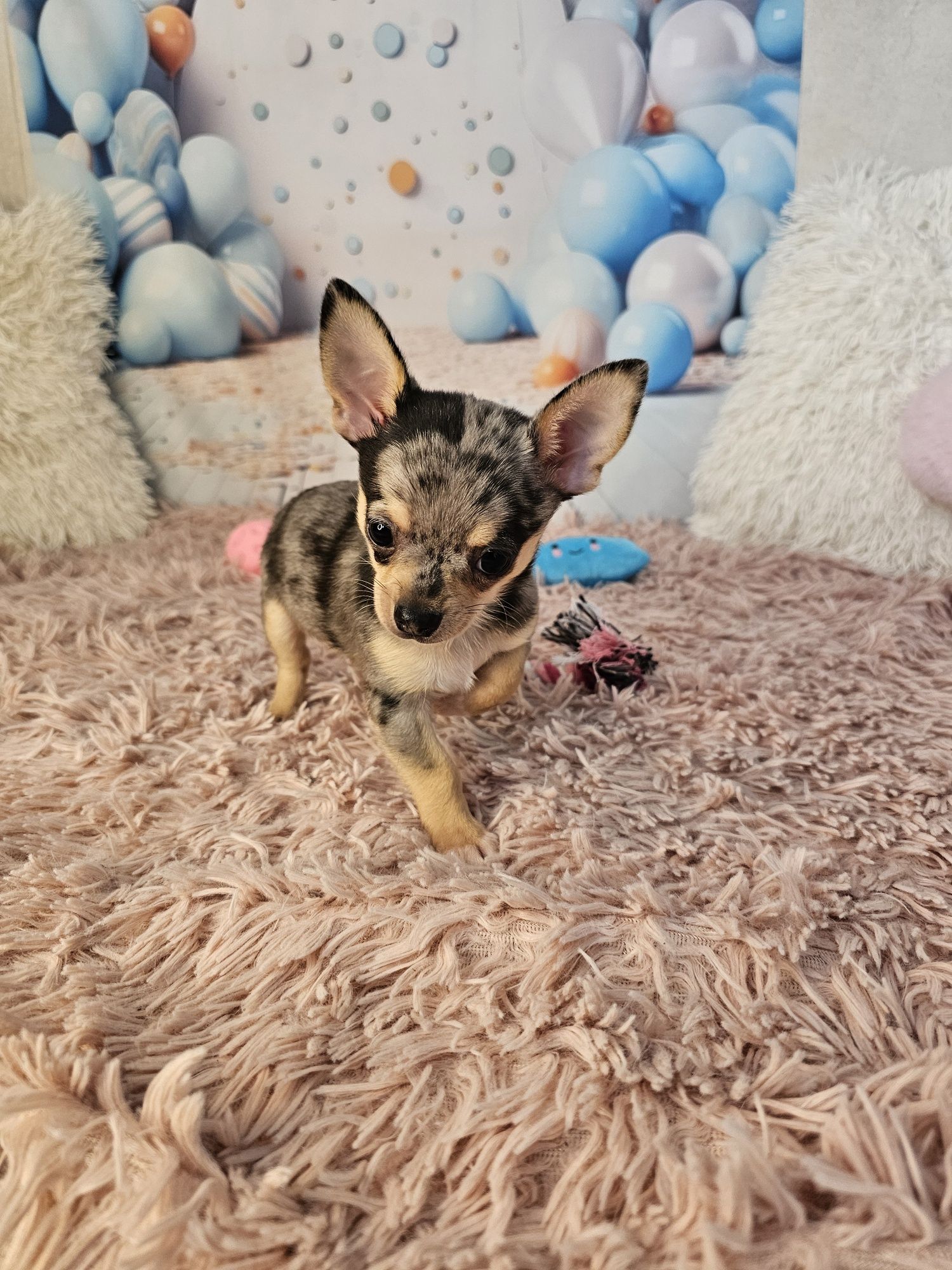 Merle chihuahua piesek
