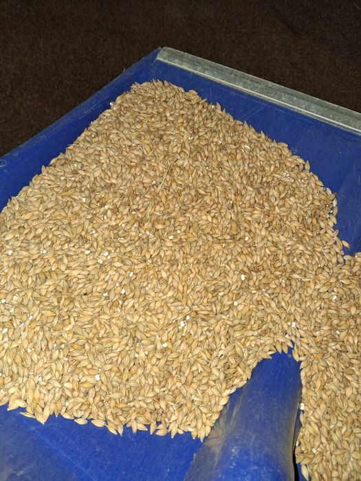 Sprzedam Jeczmień jary