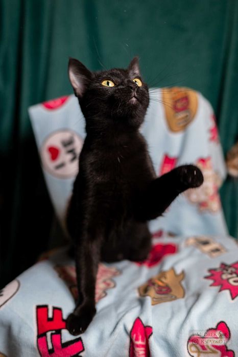 Kot czy sowa? Mała, czarna Hedwiga do adopcji za darmo