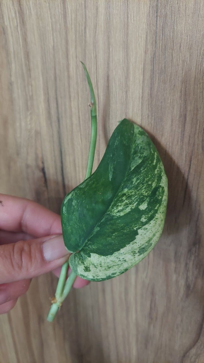 Scindapsus Jade Satin Marble - szczyt