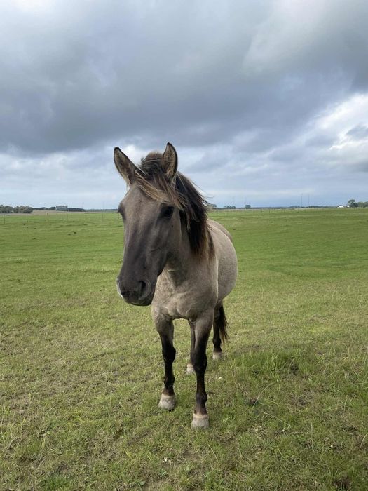 Klaczki konika polskiego
