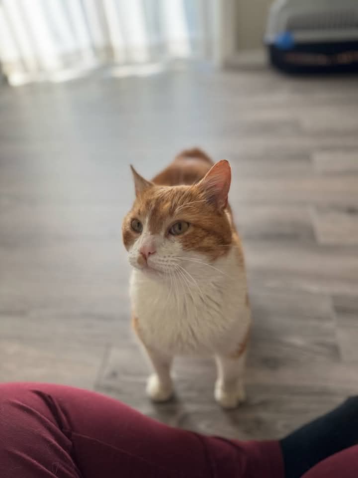 Rudzik poleca się do adopcji