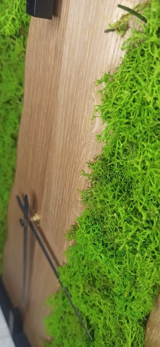 Zegar kwadratowych dąb z mechem