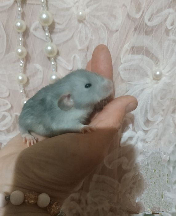 Очень красивые голубого окраса крысята Дамбо Рекс в Харькове крыса