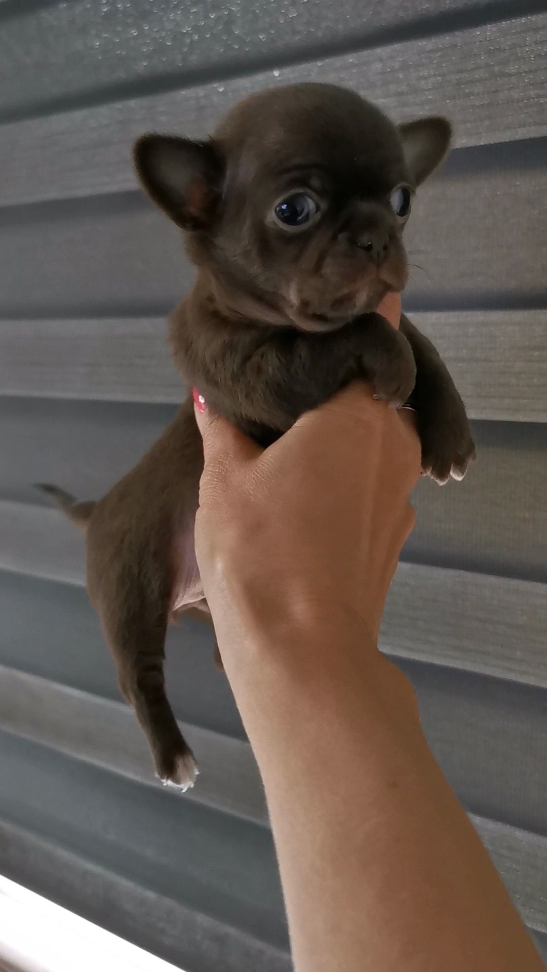 Dziewczynka czekoladowa chihuahua CUDO