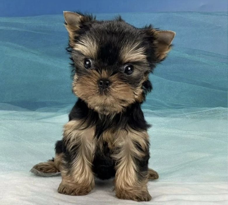 В наличии Девочки и Мальчики Vip