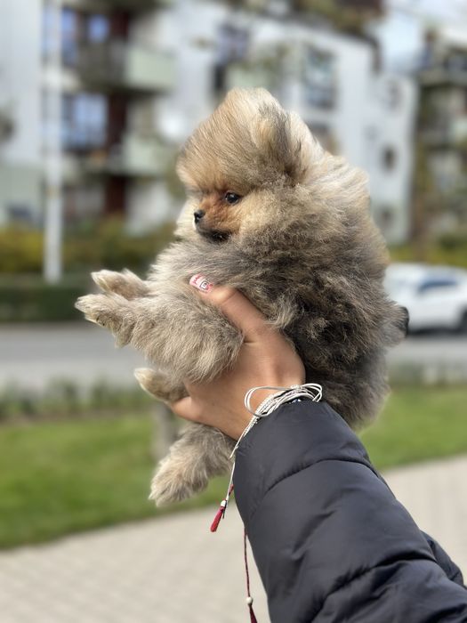 Pomeranian typ misia - kochany maluszek