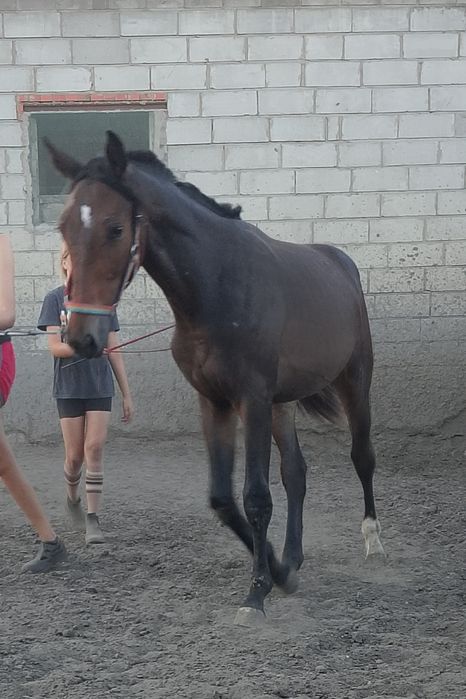 Ogierek 1,5 roku WLKP