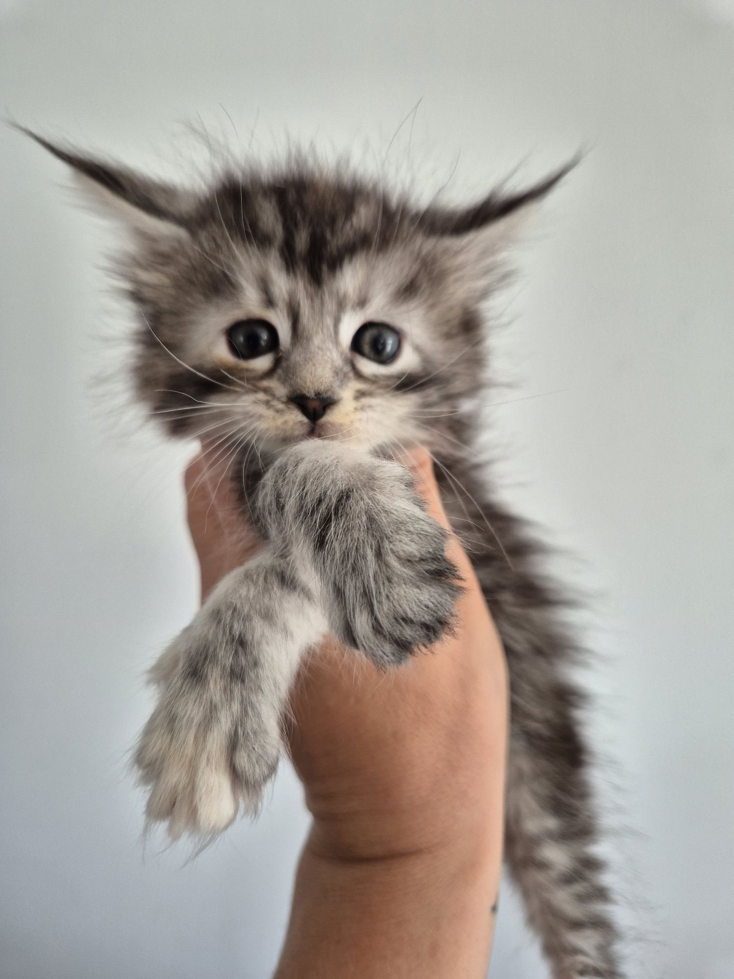 Maine coon MCO  do odbioru we wrześniu