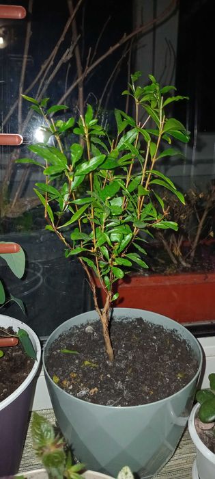 Гранат кімнатний