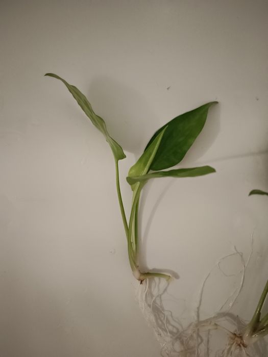 Kryptokoryna pontederiifolia, zwartka