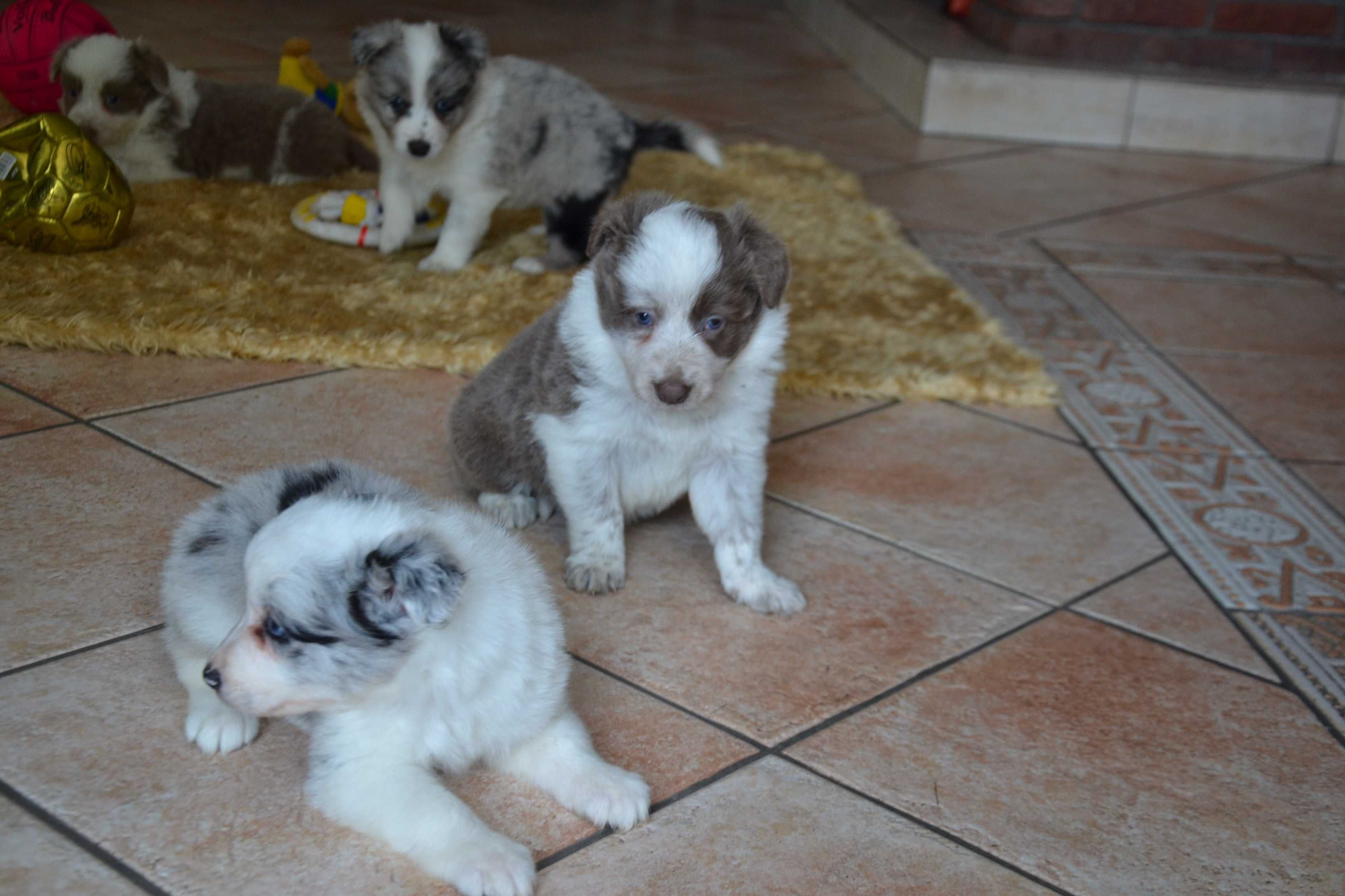 Border Collie Red White