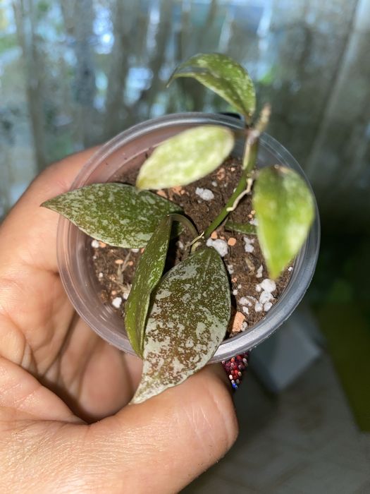 Набір вкорінених Хойя