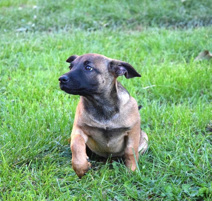 Śliczna, kochana, przytulasna ok 4 mies sunia czeka na dom