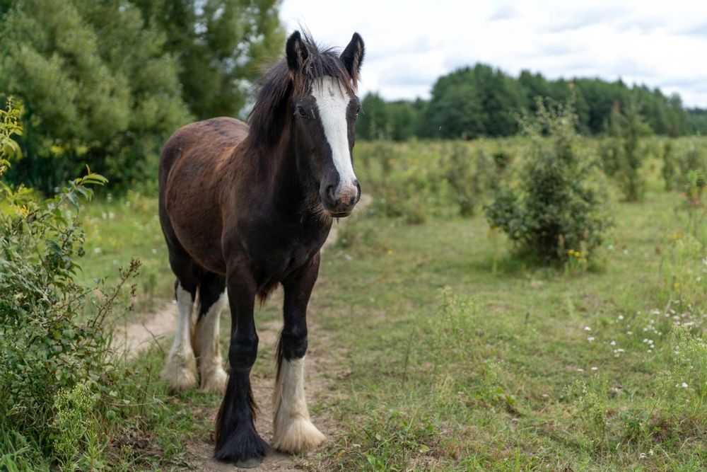 Ogierek gypsy/tinker/irish cob 9 miesięcy po championie