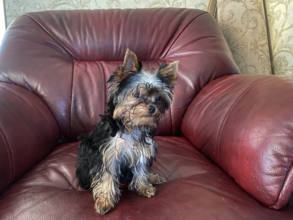 Продам цуценя Йорка