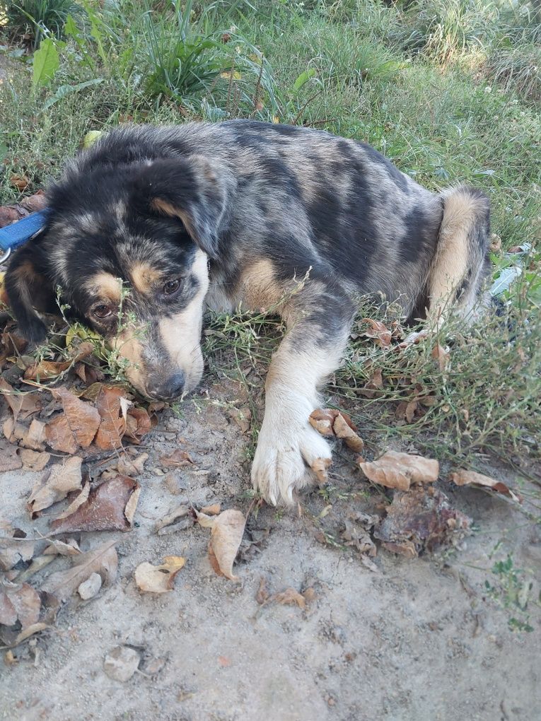 Oddam za darmo ze schroniska suczke po sterylizacji.