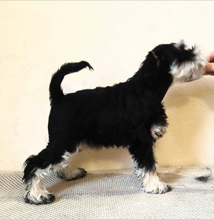 вязка кобель цвергшнауцер