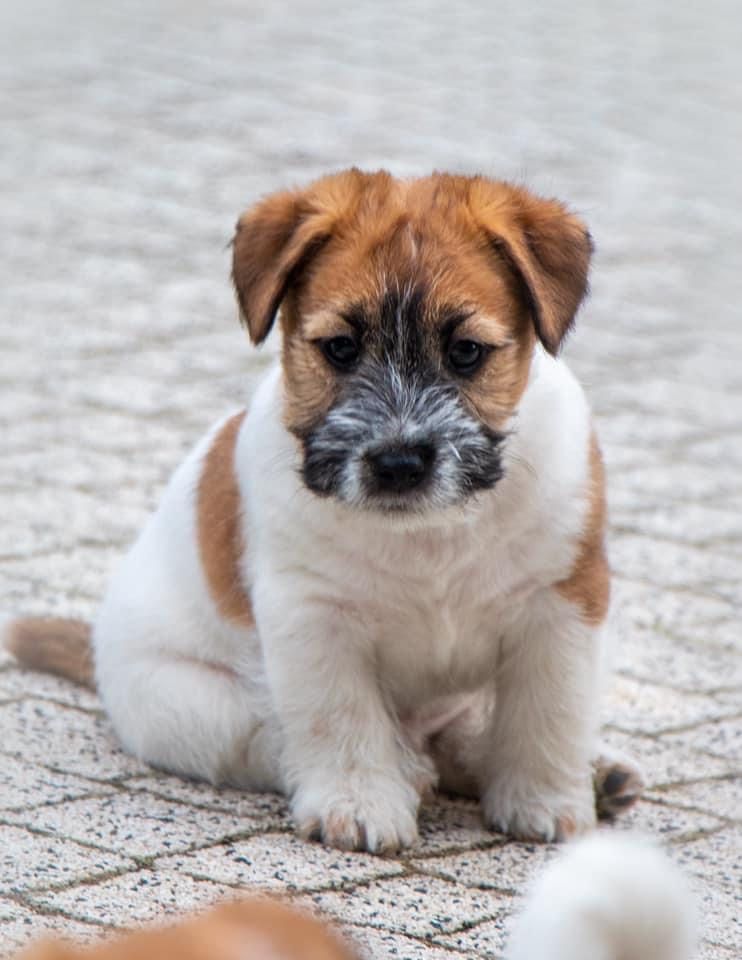 Jack Russell Terrier FCI ZKWP samiec pies reproduktor
