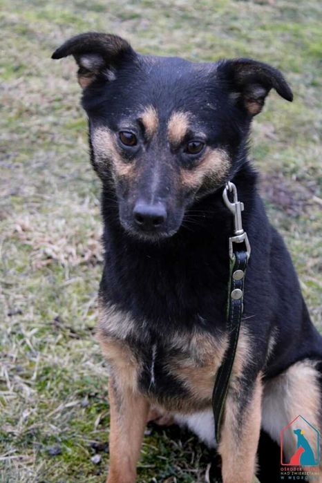 Młoda sunia Flanka szuka domu!