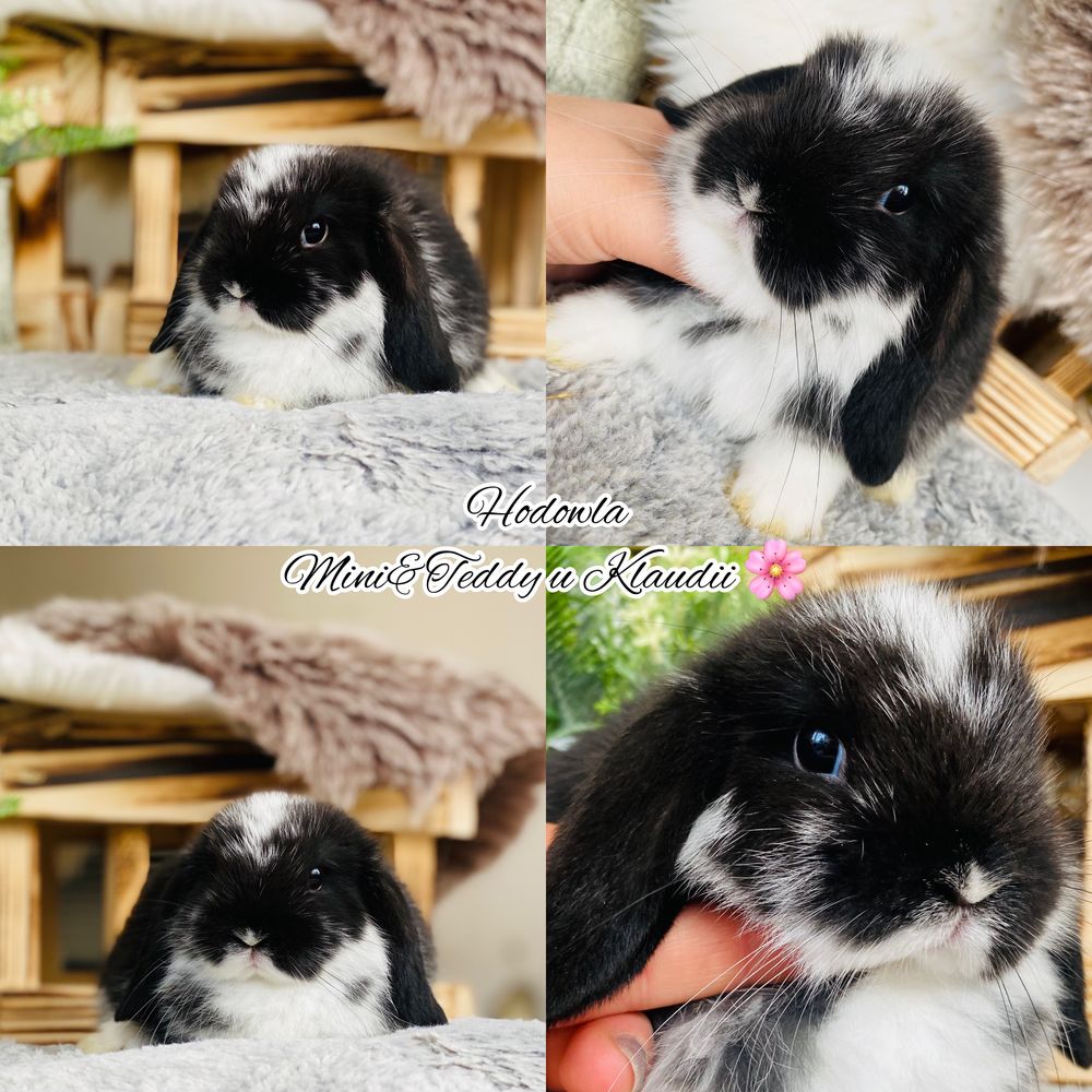 Króliki rasowe: mini lop i karzełek teddy / królik miniaturka