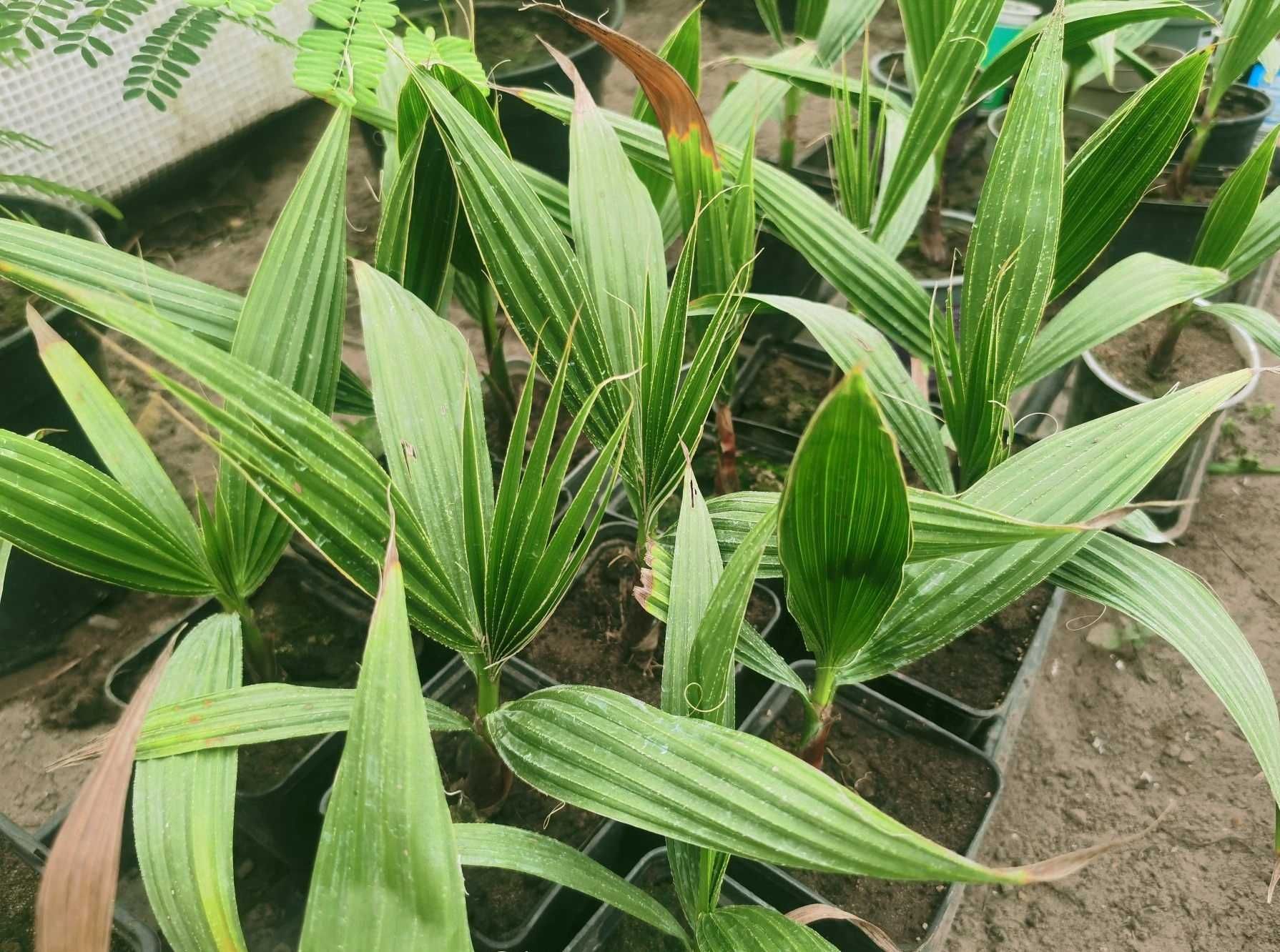 Palma sadzonka waszyngtonia Robusta Filifera idealna na prezent