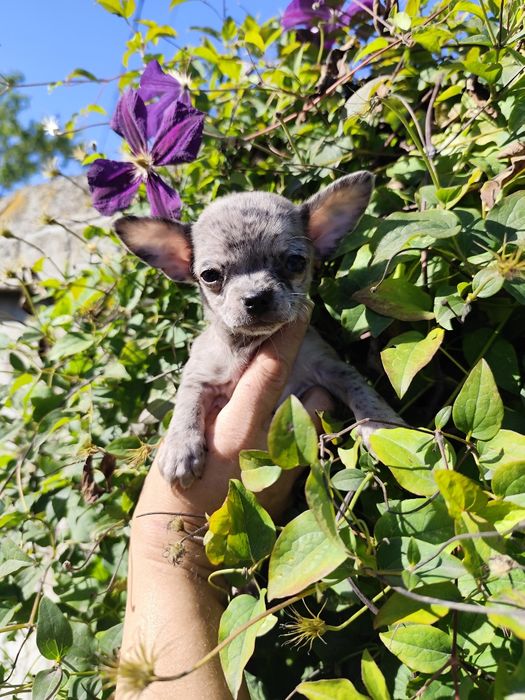 Хлопчики міні чіхуашки блакитне мерле.