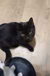 Kocurek czarny Wegielek do adopcji