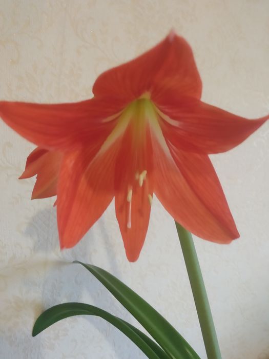 Продам гиппеаструм червоного кольору