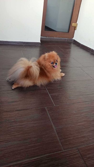 Sunia Pomeranian Szpic miniaturowy