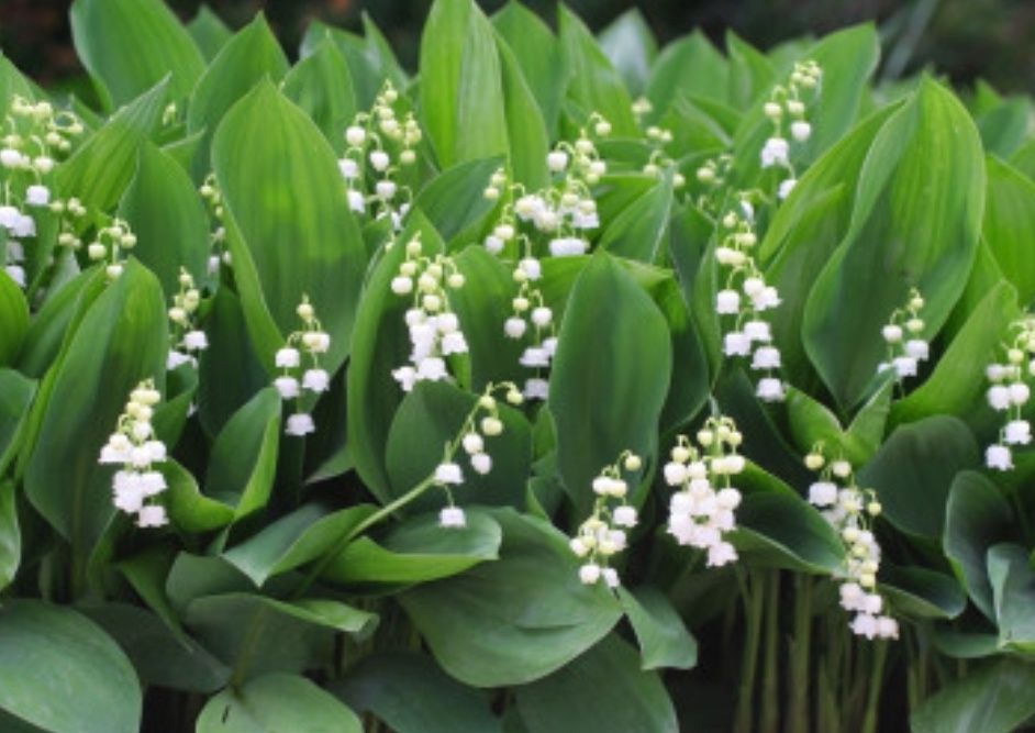 Bergenie,Konwalie,Liliowce,Rośliny starodawne