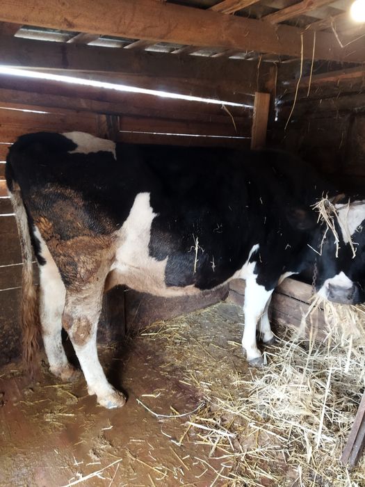 Продам семь коров.телят.доидьный аппарат