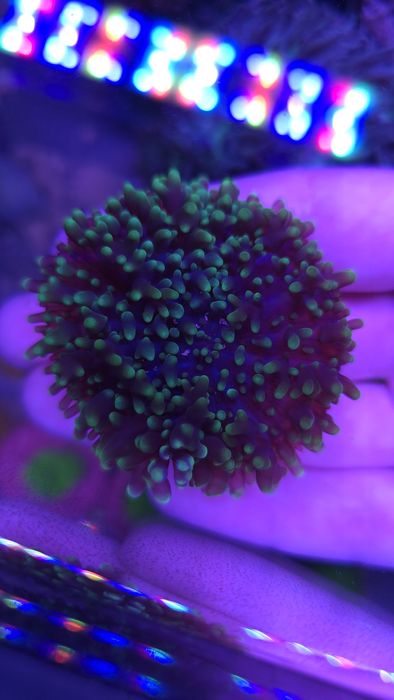 Rhodactis - koralowiec morski