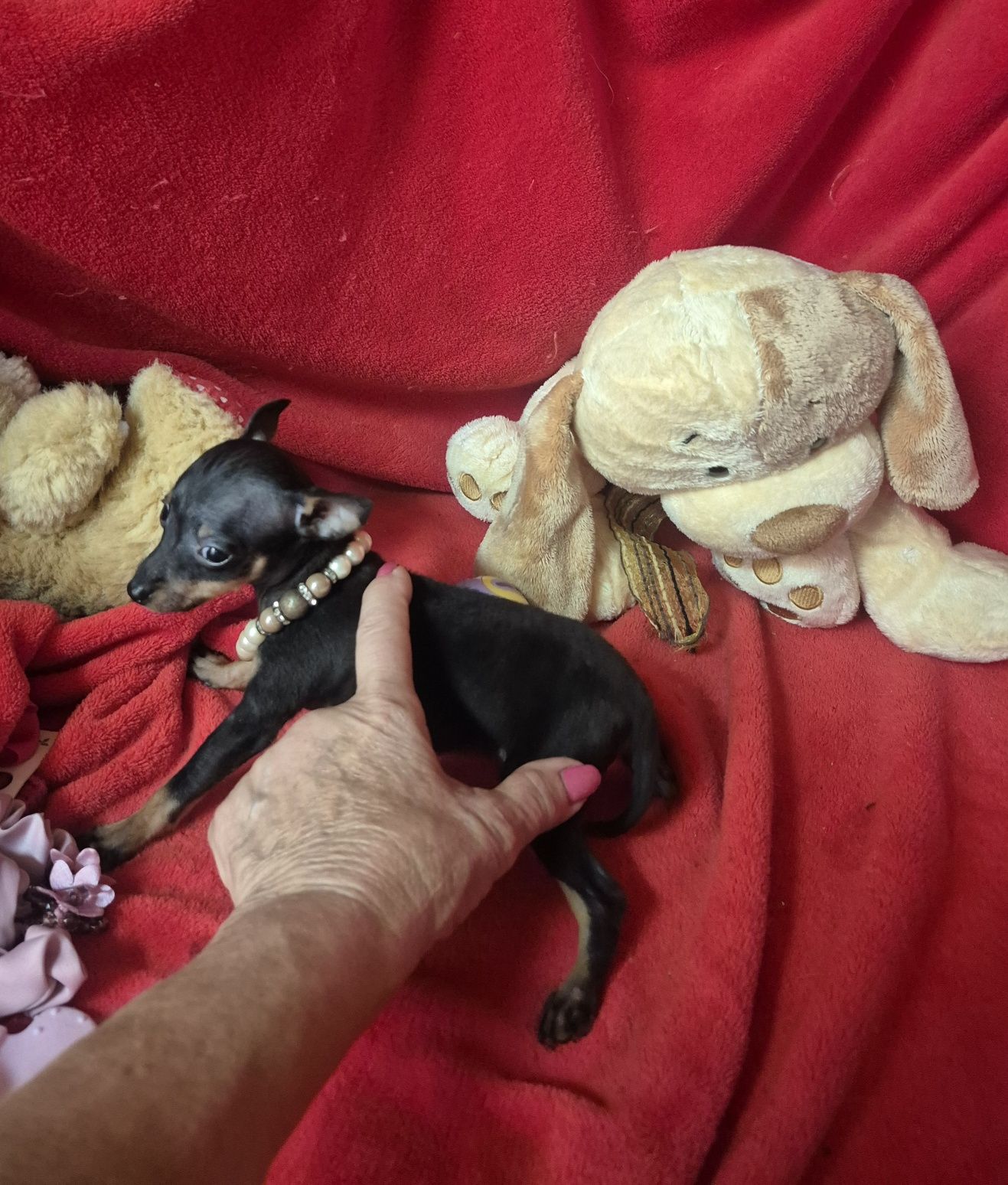 Pinscher Fêmea Micro Criadora Registada PT3088 FL