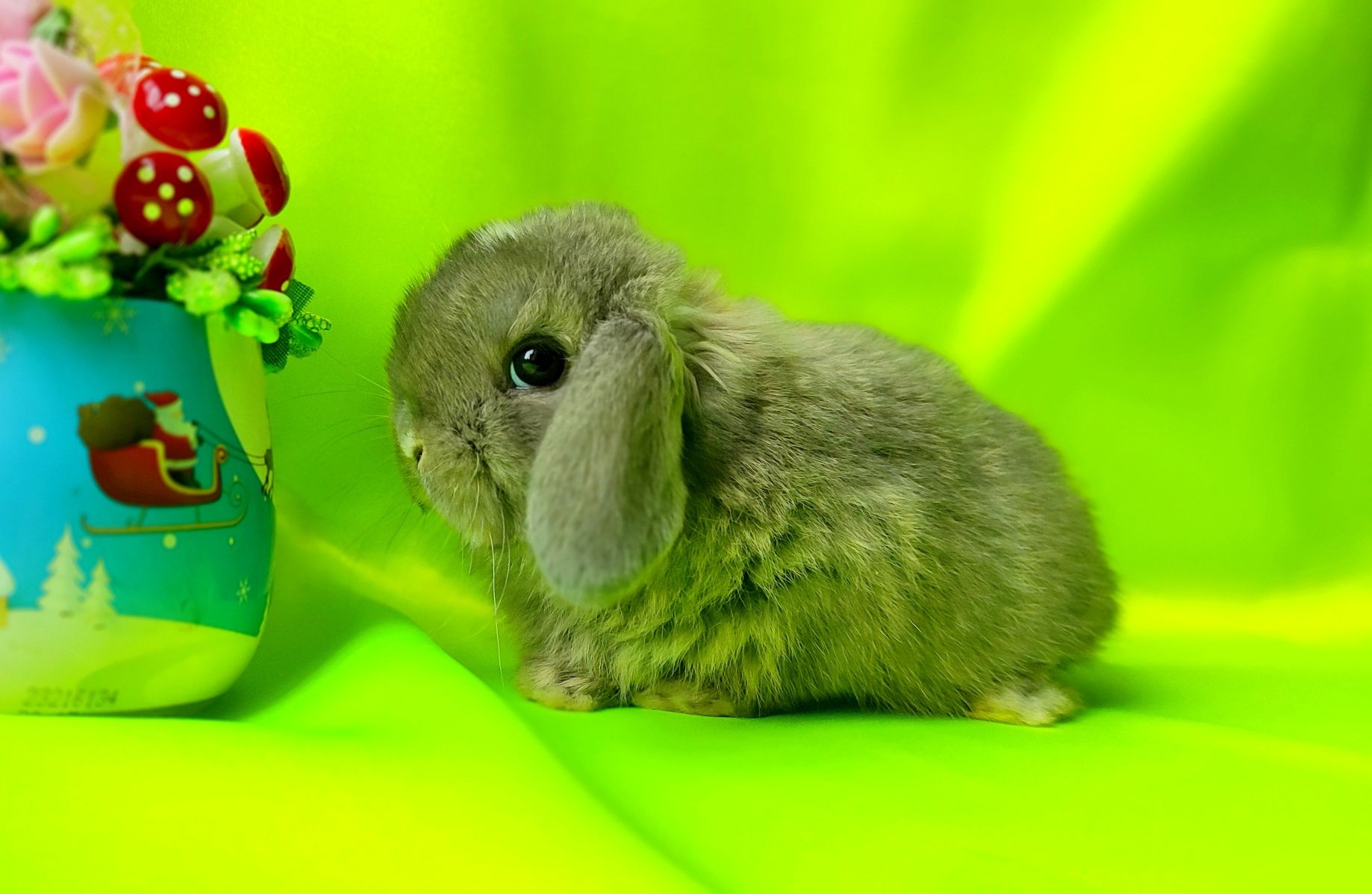 Карликові кролики, декоративні баранчики, нідерландські