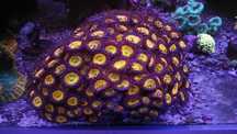Zoa sunny morskie