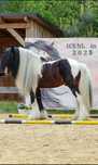 Ogier Tinker Irish Cob