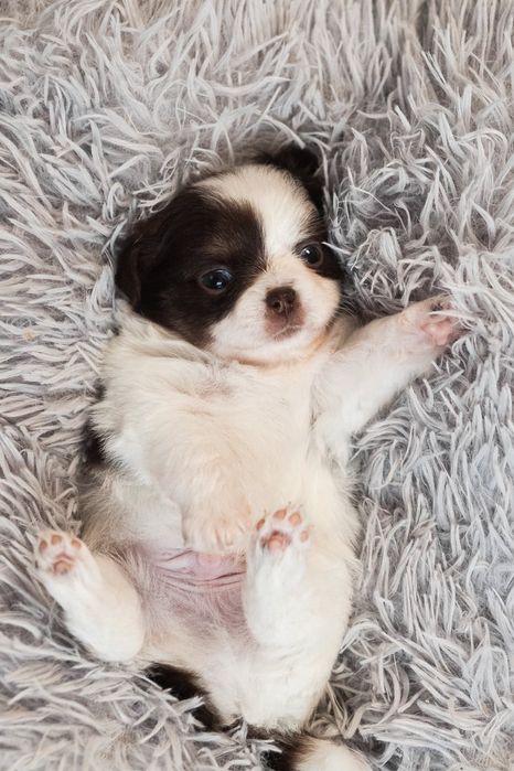 Chihuahua długowłosy piesek