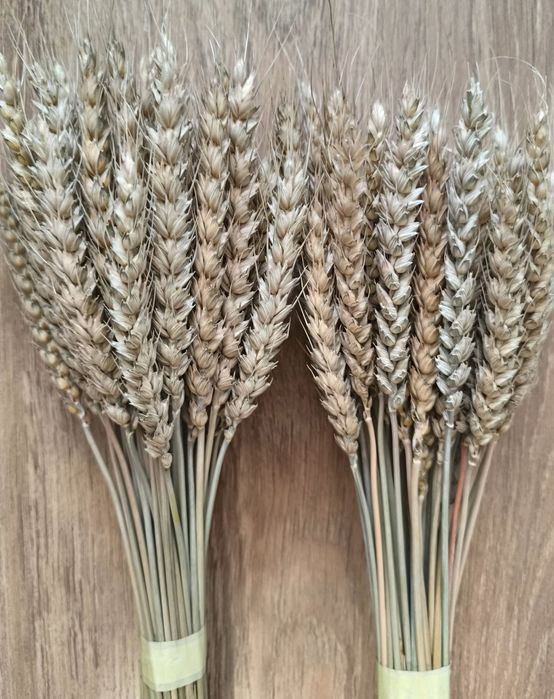 Льон колоски пшениці жита сухоцвіти для декору