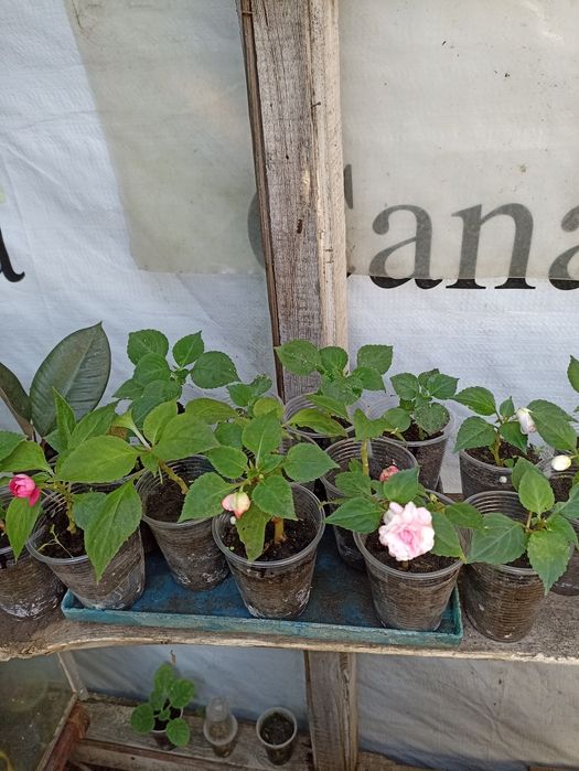 Бальзамін махровий великоквітковий кімнатний