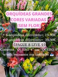 4 orquídeas - 20€