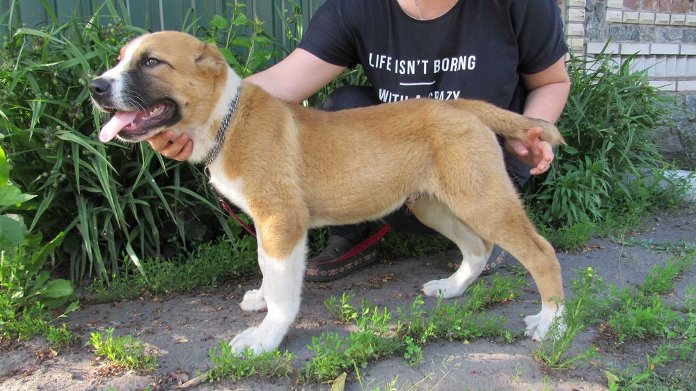 Племінні цуценята Алабая (САВ) - Кобель, 5 міс.