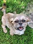 5 miesięczna cudowną sunia shih tzu szuka domu