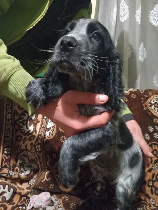 Продам кокера спініеля