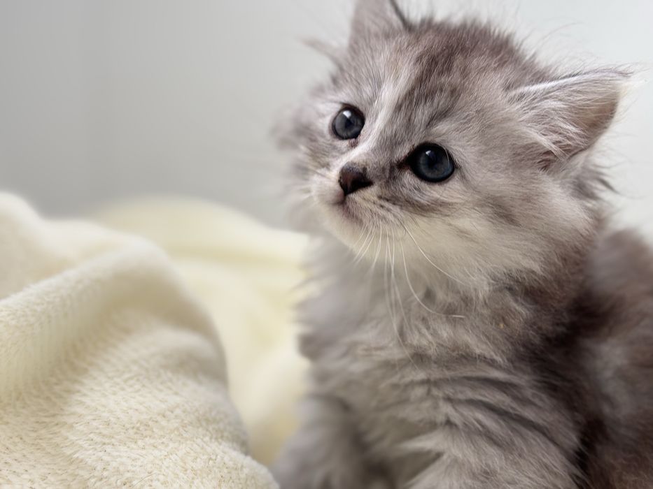 Милый котенок длинношестный