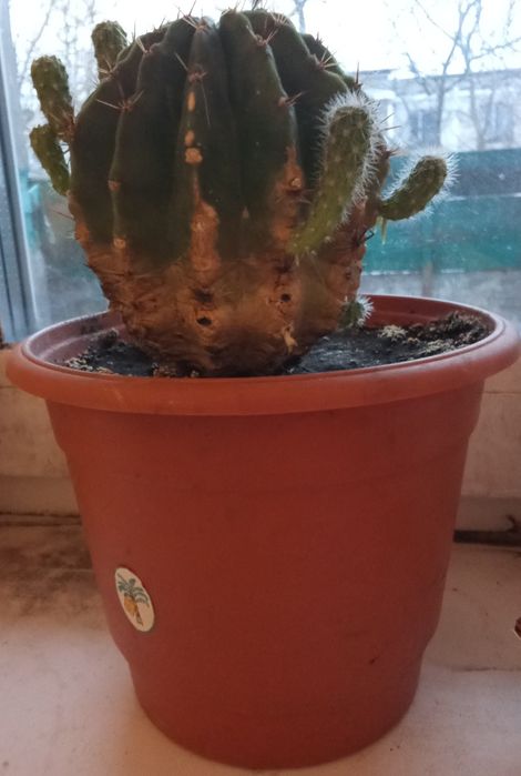 Кактус с горшком