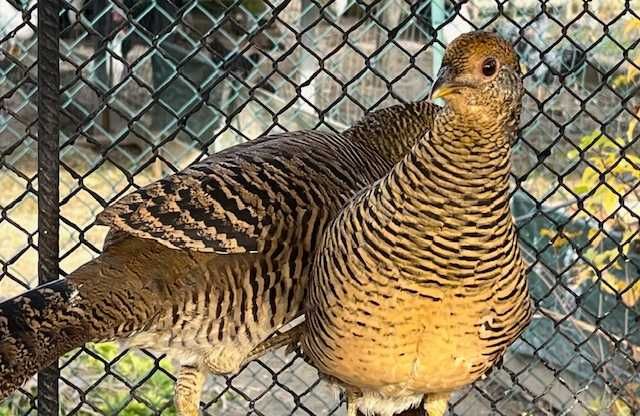 Bażanty złote kury